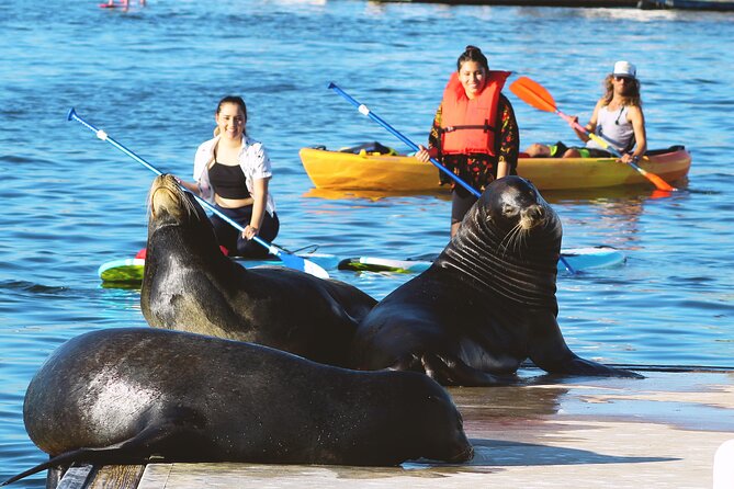 2-Hour Kayak or Paddleboard with Sea Lions in Marina del Rey - Gear choice: SUP vs single kayak vs double kayak