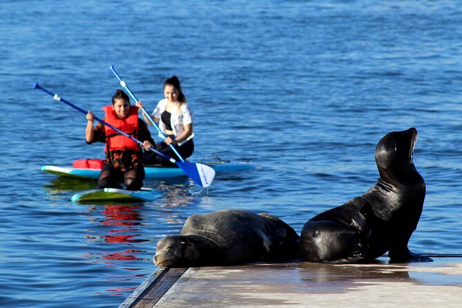 2-Hour Kayak or Paddleboard with Sea Lions in Marina del Rey - The real pace: why 2 hours feels right