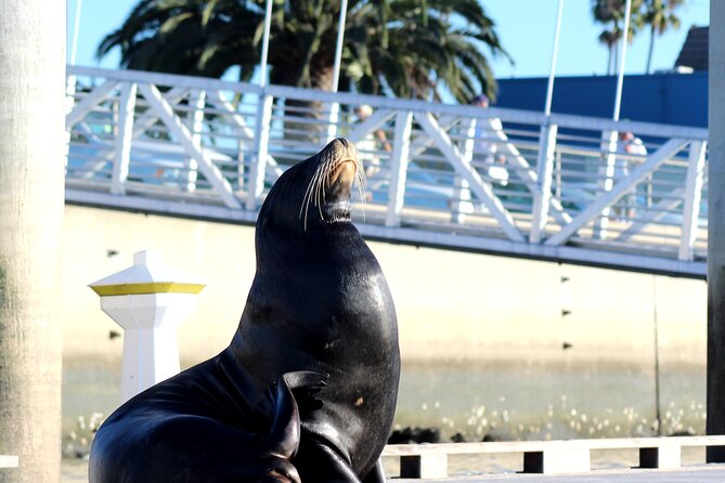 2-Hour Kayak or Paddleboard with Sea Lions in Marina del Rey - What to bring (so the trip feels smooth)