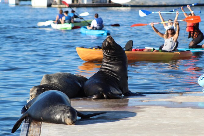 2-Hour Kayak or Paddleboard with Sea Lions in Marina del Rey - Paddling into Marina del Rey’s main channel: views and wildlife work