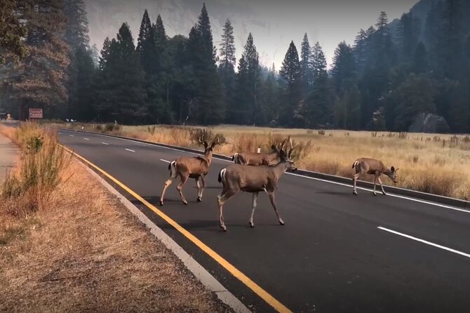 3-Day Tour: San Francisco, Yosemite National Park and LA - Winter changes: Yosemite can swap to Solvang/Denmark City via Santa Barbara