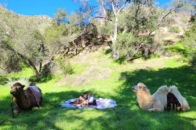 3 Hour Camel Trek into the Forest and Ranch in California - Key Highlights Worth Planning For