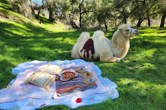 3 Hour Camel Trek into the Forest and Ranch in California - Reptacular Ranch in Sylmar: where the adventure starts