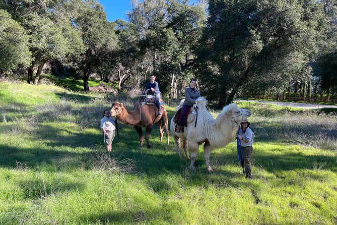 3 Hour Camel Trek into the Forest and Ranch in California - Campfire s’mores: the calm closer after an active morning