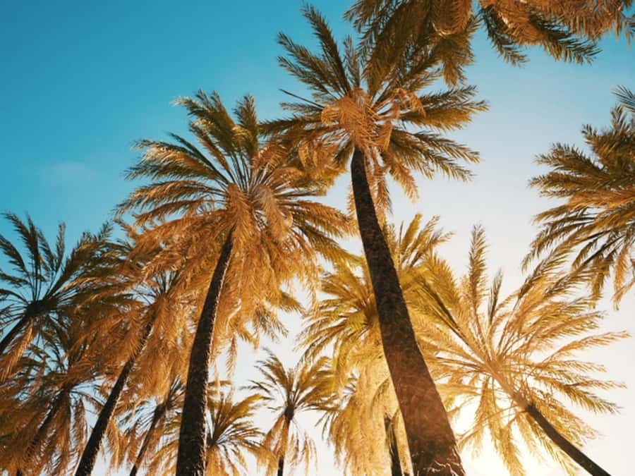 Anaheim: Hollywood Grand Tour with Hotel Pickup - Price and Value: Is $99 Worth It?