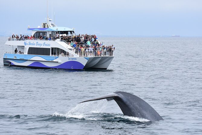 Guided Whale Watching Tour from Long Beach - Quick highlights from this Long Beach whale cruise