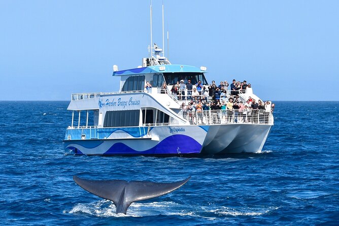 Guided Whale Watching Tour from Long Beach - Price and value: what $35 buys you on the water