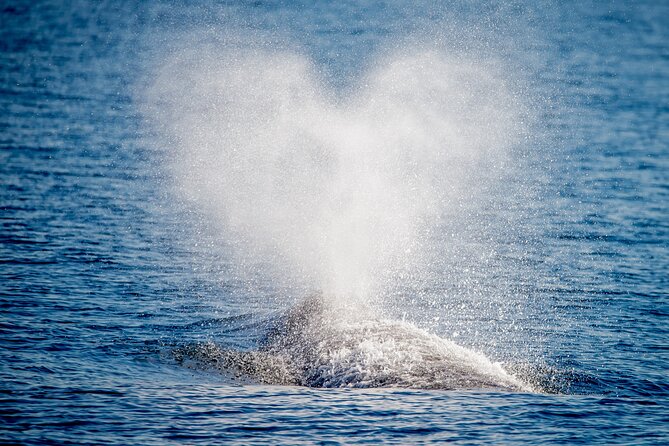 Guided Whale Watching Tour from Long Beach - What you see on the way out: Queen Mary, cruise terminal vibes, and the Spruce Goose