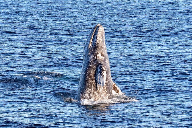 Guided Whale Watching Tour from Long Beach - The main event: open Pacific search for whales, dolphins, and sea lions