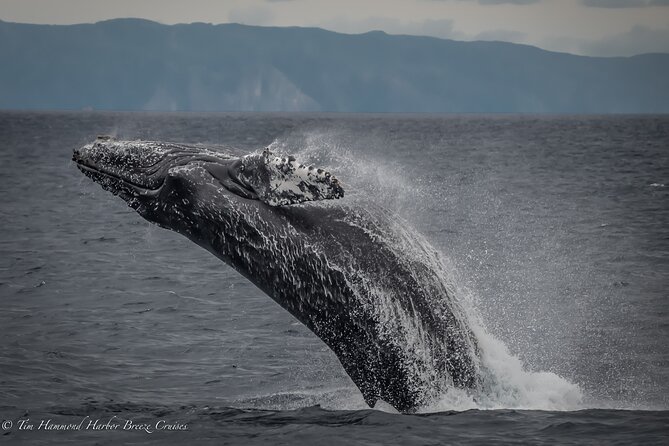 Guided Whale Watching Tour from Long Beach - Aquarium of the Pacific stop: 11,000 animals and hands-on context
