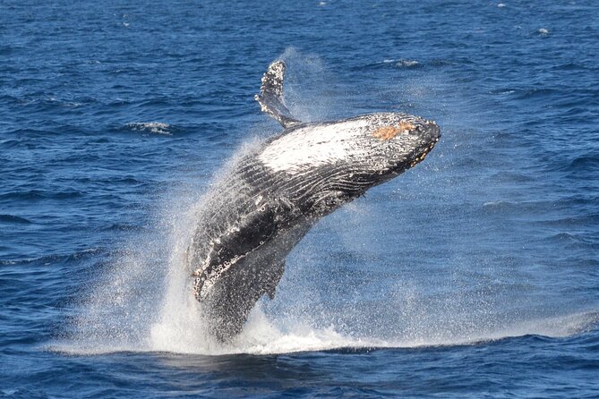 Guided Whale Watching Tour from Long Beach - Sealife Guarantee: what happens if wildlife isn’t spotted