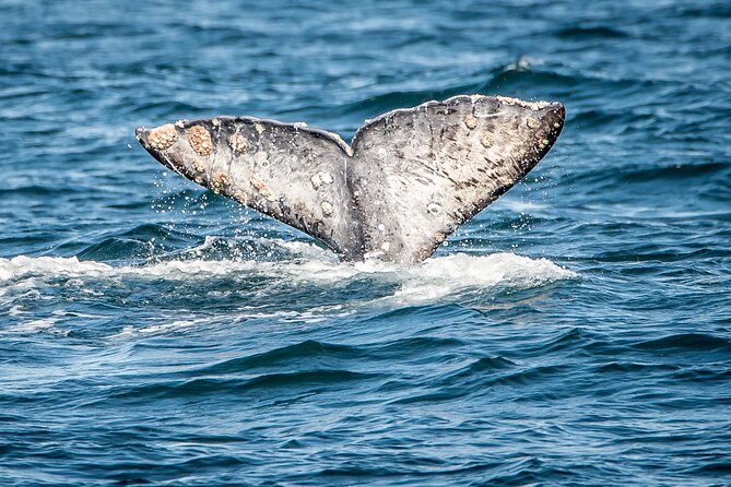 Guided Whale Watching Tour from Long Beach - Finding Harbor Breeze Cruises at Aquarium Way Dock #2