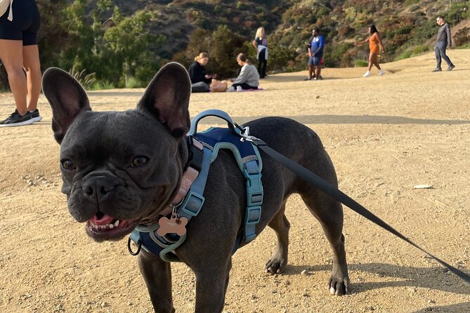 Hollywood Sign 2.5-Hour Tour with Comedians and Their Dogs - The comedian-and-dog twist: Jon, Mozart, and why it works