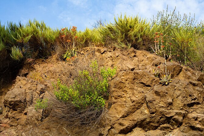 Holy Biodiversity, Batman! A Naturalist's "Batcaves" Tour - Laurel sumac and citrus: how a hillside plant connects to Orange County