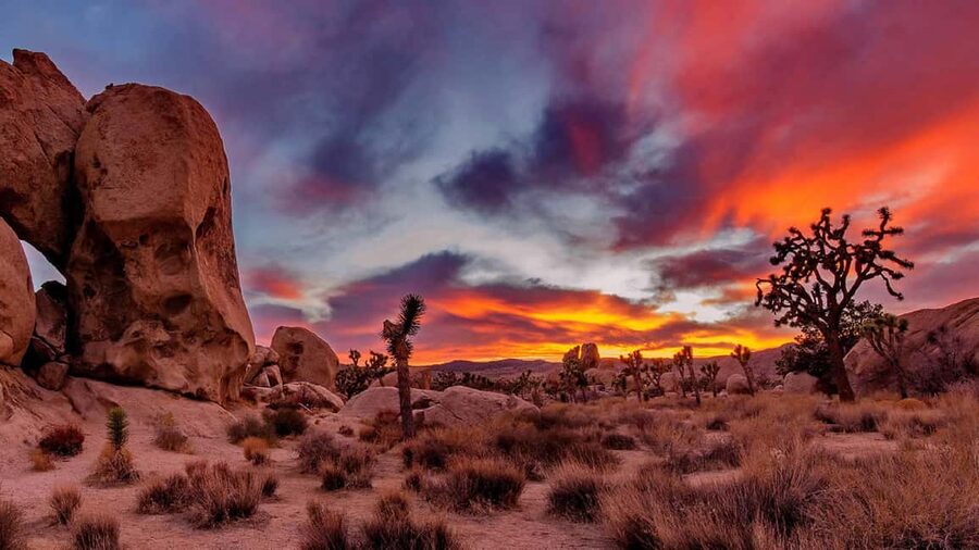Joshua Tree National Park Day Tour from Los Angeles - Morning Logistics From Los Angeles: Expect a Long Day on the Road