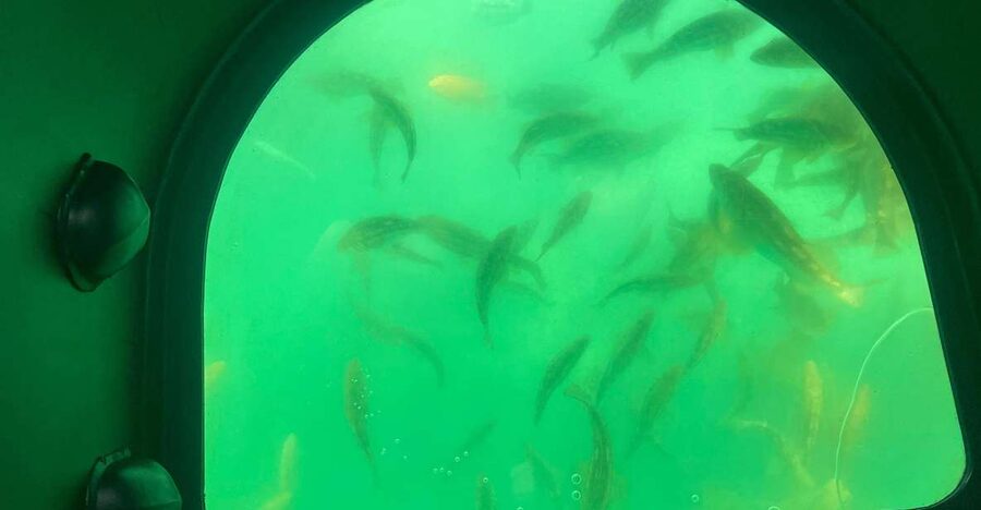 Long Beach: Glass Bottom Boat Harbor Ecotour - The One-Hour Harbor Ride: Views Above Water You’ll Actually Remember