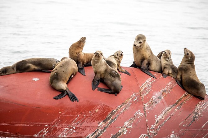 Long Beach Harbor 45-Minute Boat Tour - Key Things You Should Know