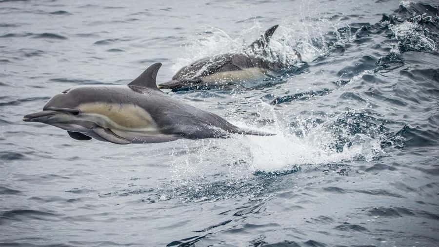 Long Beach: Whale and Dolphin Watching Cruise - Quick hits before you go