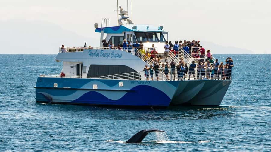 Long Beach: Whale and Dolphin Watching Cruise - Long Beach whale watching on Harbor Breeze: the basic vibe