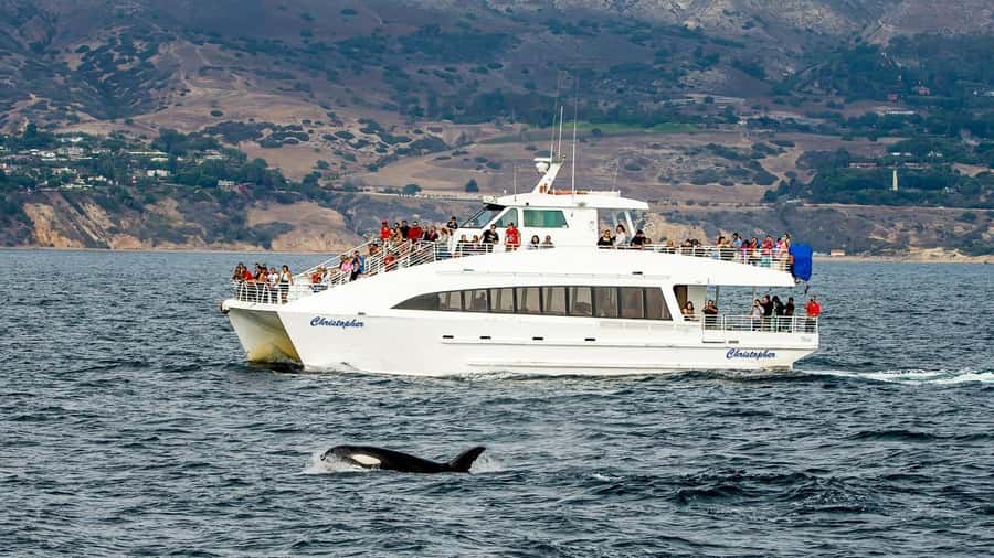 Long Beach: Whale and Dolphin Watching Cruise - The 150-minute route: how the sightseeing pieces fit the whale hunt