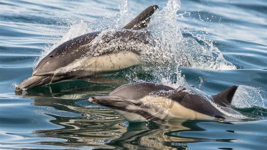 Long Beach: Whale and Dolphin Watching Cruise - The onboard education: why it feels more than a ride