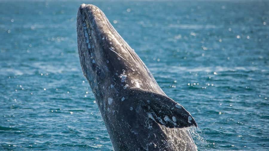 Long Beach: Whale and Dolphin Watching Cruise - Dress like the ocean is in charge (because it is)