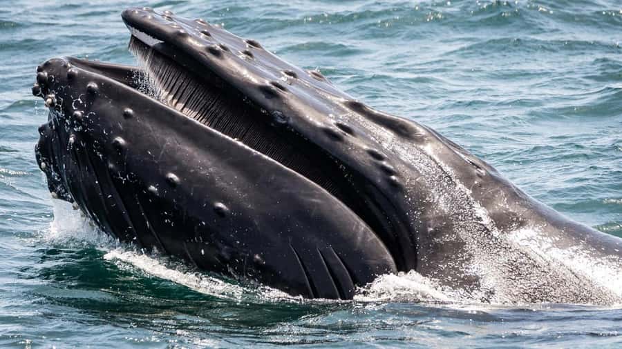 Long Beach: Whale and Dolphin Watching Cruise - Price and value: why $45 can make sense here