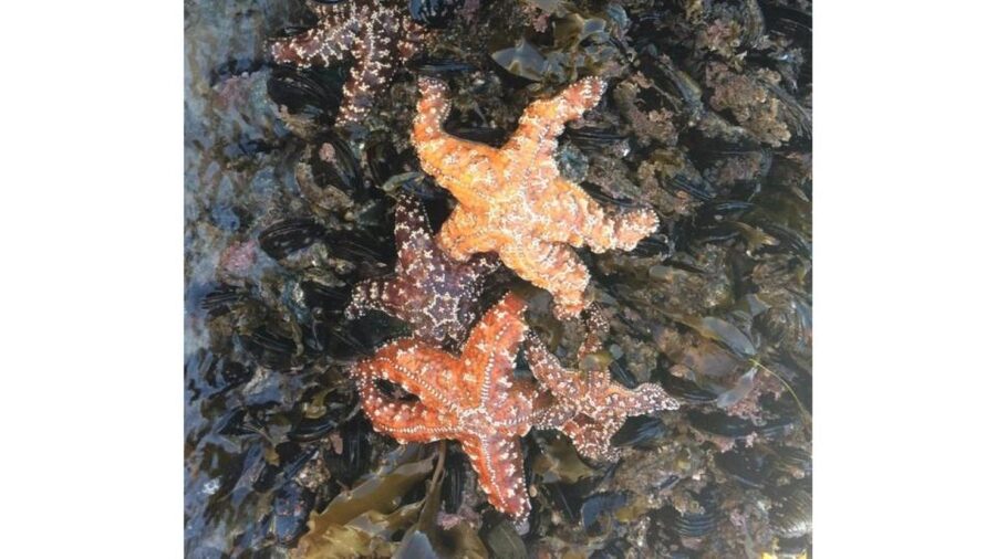 Los Angeles: Heal The Bay Aquarium in Santa Monica - Price and Value: Is $10 Worth It?