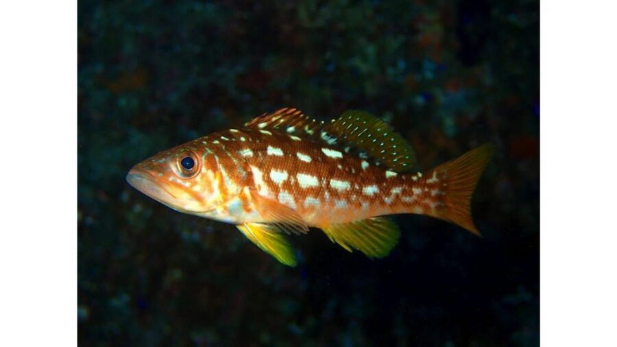 Los Angeles: Heal The Bay Aquarium in Santa Monica - What to Expect on Arrival: A No-Stress Way to Do It