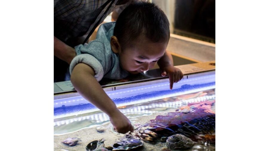 Los Angeles: Heal The Bay Aquarium in Santa Monica - Who This Works Best For (and Who Might Feel Disappointed)