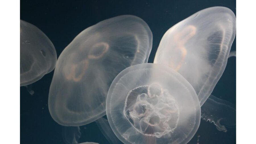 Los Angeles: Heal The Bay Aquarium in Santa Monica - Touch Tanks and Interactive Exhibits: Where You Feel the Ocean
