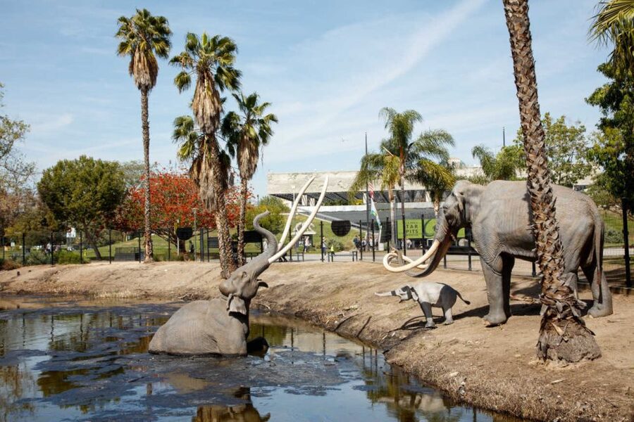 Los Angeles: La Brea Tar Pits Museum Ticket - Pit 91 access: watching the excavation at work
