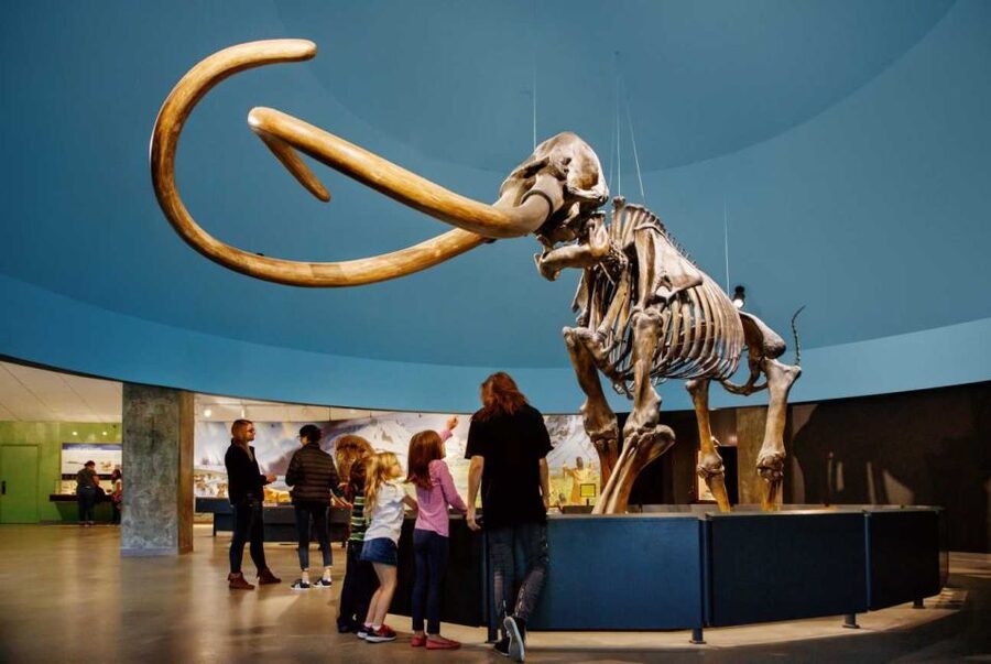 Los Angeles: La Brea Tar Pits Museum Ticket - Exhibits that connect the dots: mammoths, cats, wolves, and more
