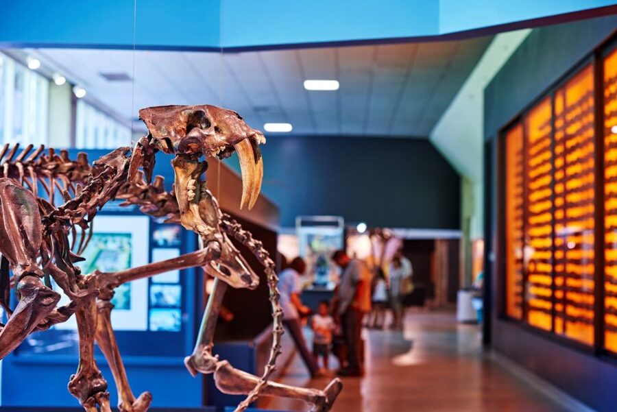 Los Angeles: La Brea Tar Pits Museum Ticket - Where to start: the Page Museum and the meeting point
