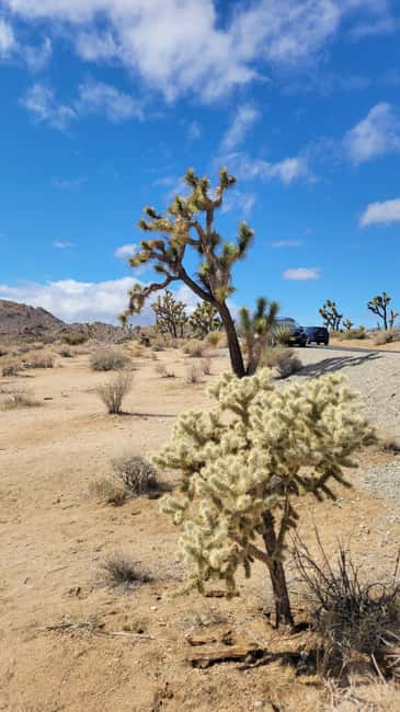 Los Angeles: Private Tour to Joshua Tree National Park - How the Private Joshua Tree Day Works From Los Angeles