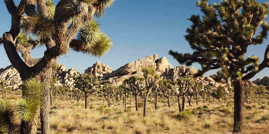 Los Angeles: Private Tour to Joshua Tree National Park - On the Road: Optional Detours That Make the Drive Worth It