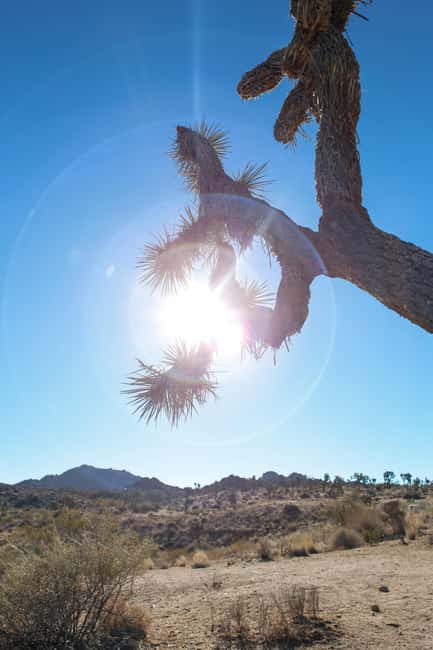 Los Angeles: Private Tour to Joshua Tree National Park - Timing, Sunset, and a Real Night Sky Moment