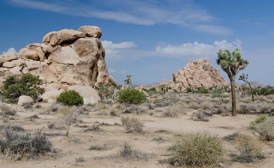 Los Angeles: Private Tour to Joshua Tree National Park - What You Get For $800: Price and Value for 1–4 People