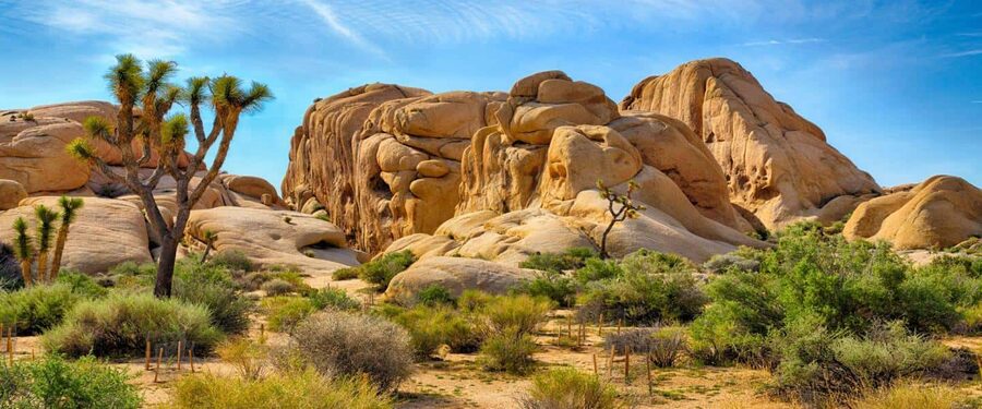 Los Angeles: Private Tour to Joshua Tree National Park - Entering Joshua Tree: Getting to the Right Viewpoints Without Wasting Time