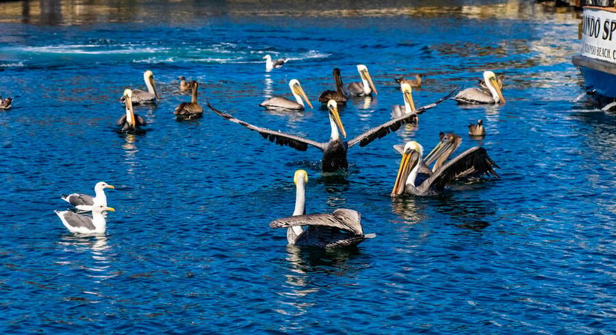 Los Angeles: Redondo Beach Glass Bottom Boat Cruise - Who Should Book This (and Who Might Want Another Option)