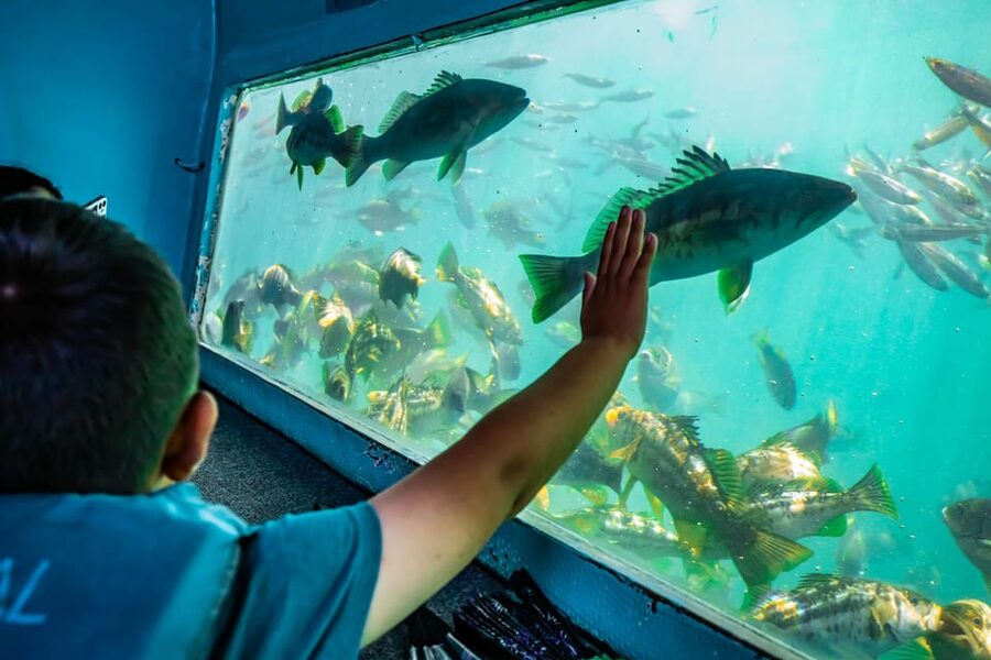 Los Angeles: Redondo Beach Glass Bottom Boat Cruise - Below Deck: What You’ll Really See Through the Glass