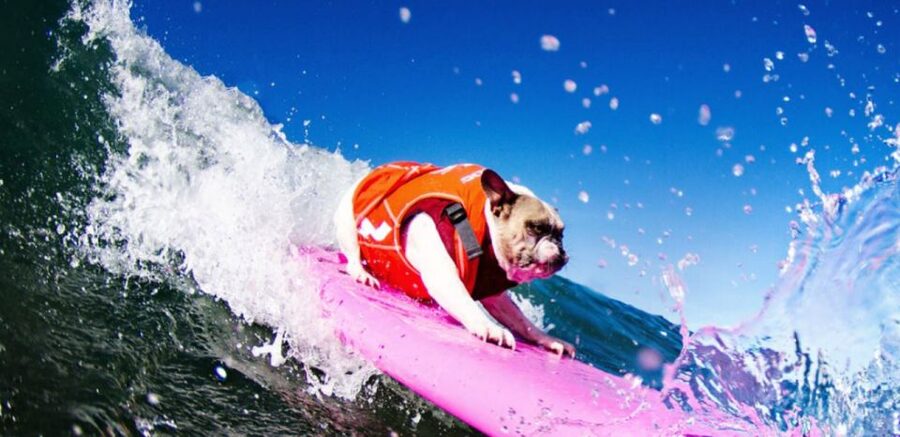 Los Angeles: Surfing Lesson in Venice Beach - Venice Beach Surfing: Why This Part of LA Works