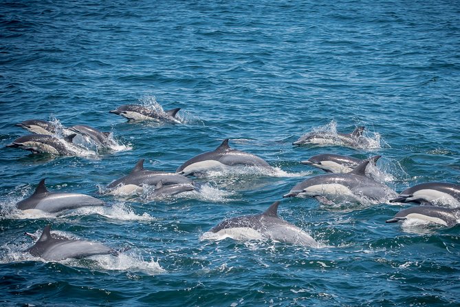 Los Angeles Whale and Dolphin Watching Cruise from West Harbor - Key Things I’d Watch For Before You Go