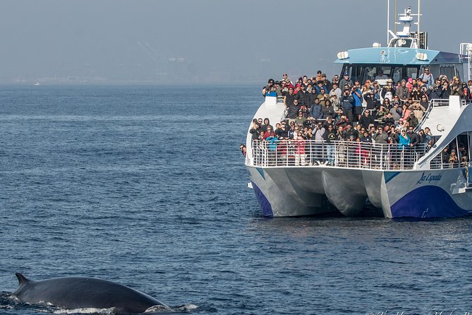Los Angeles Whale and Dolphin Watching Cruise from West Harbor - Setting Sail at San Pedro: Where the Real Adventure Starts