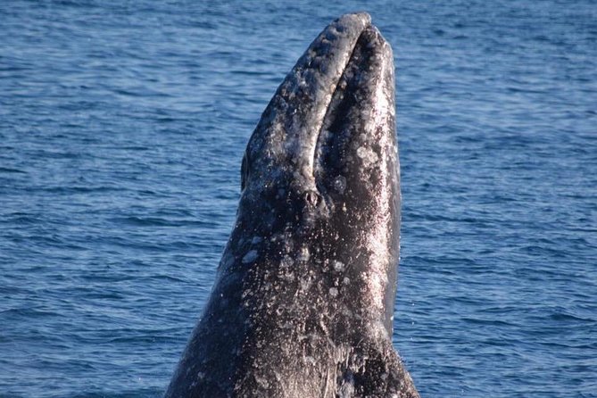 Los Angeles Whale and Dolphin Watching Cruise from West Harbor - West Harbor and San Pedro Waterfront: The Stop That Makes It Feel Like a Day Out