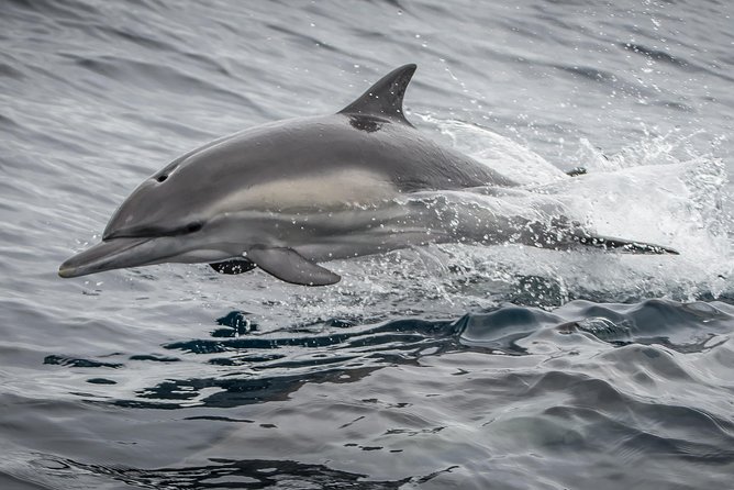 Los Angeles Whale and Dolphin Watching Cruise from West Harbor - Lighthouse on a Man-Made Wall + Aquarium Views: The Photo Stops With Meaning