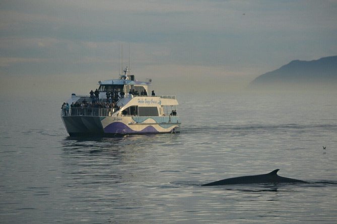 Los Angeles Whale and Dolphin Watching Cruise from West Harbor - Onboard Comfort That Actually Matters on a Whale Cruise