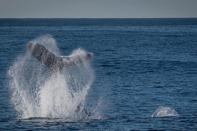 Los Angeles Whale and Dolphin Watching Cruise from West Harbor - Marine Life Reality Check: Whales Aren’t Guaranteed, But Your Odds Are Pretty Strong