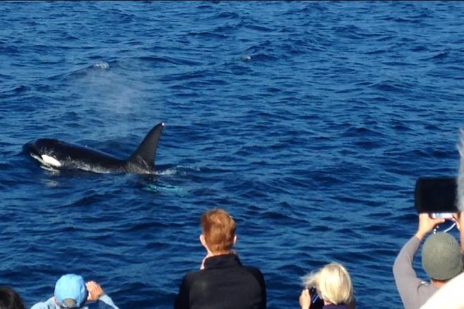 Los Angeles Whale and Dolphin Watching Cruise from West Harbor - Price and Value: Is $45 a Good Deal in Los Angeles?
