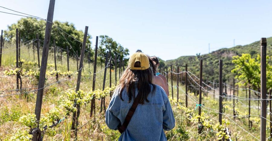 Malibu: Guided Vineyard Hike with Photo Stops and Wine - Quick hits on what makes this Malibu hike worth it